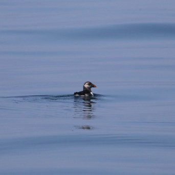A puffin swimming alone on calm, blue ocean waters.