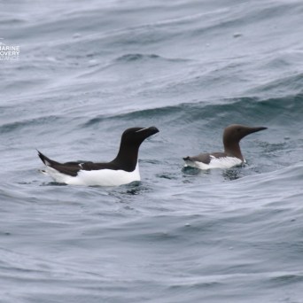 Two seabirds swimming on wavy ocean surface.