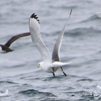 Seagull with leg bands flying over the ocean, another bird nearby.