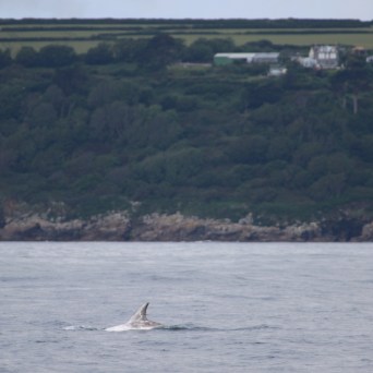 Dorsal fin of a marine animal in ocean near a forested shoreline.