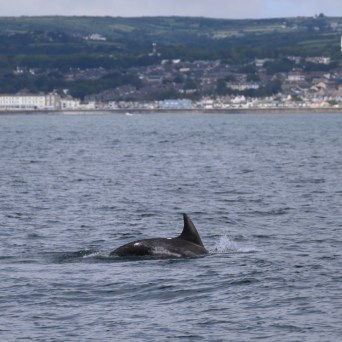 Dolphin swimming near a coastal town under a cloudy sky.