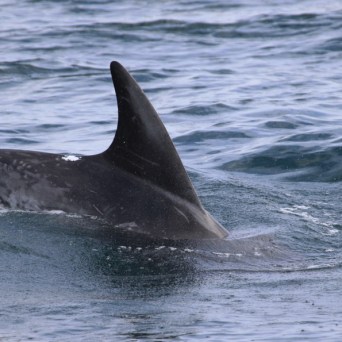Killer whale fin and back above ocean surface.