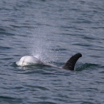 Dolphin partially submerged in water, spraying water from blowhole.