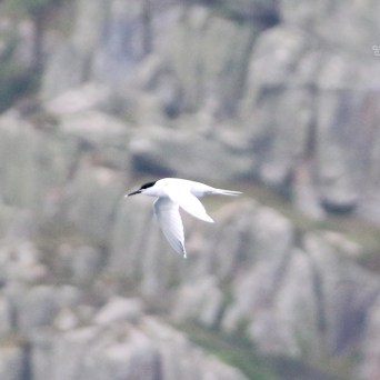 White bird with black head flying near rocky cliffs.