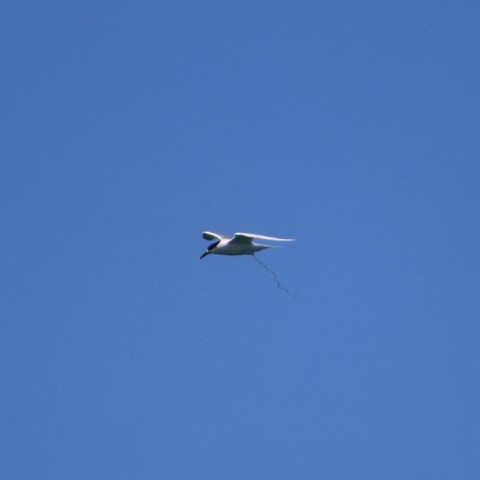 Bird flying in clear blue sky, small logo in bottom right corner.