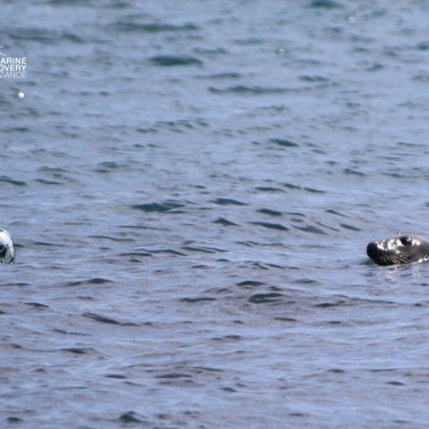 Seal and soccer ball floating in the water.