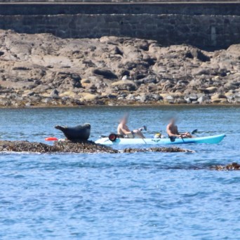 Two people kayaking near rocks with a seal on a sunny day.