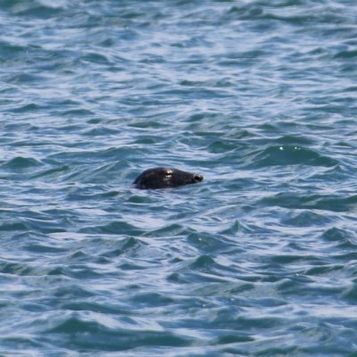 Seal's head partially submerged in rippling ocean water.