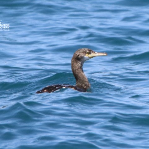 Cormorant swimming in blue ocean water with visible head and neck.