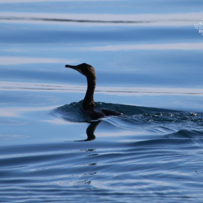 Silhouette of a cormorant swimming in calm blue water.