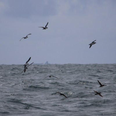 Birds flying over a wavy ocean under a cloudy sky.
