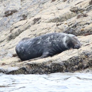 Seal resting on rocky shore by the water.