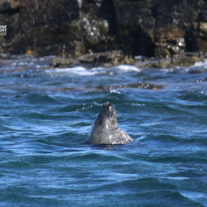 Seal head appearing above water near rocky shoreline.