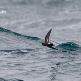 A bird flying low over ocean waves in a cloudy setting.