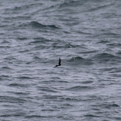 A small bird flying over rippling ocean waves, with overcast skies.