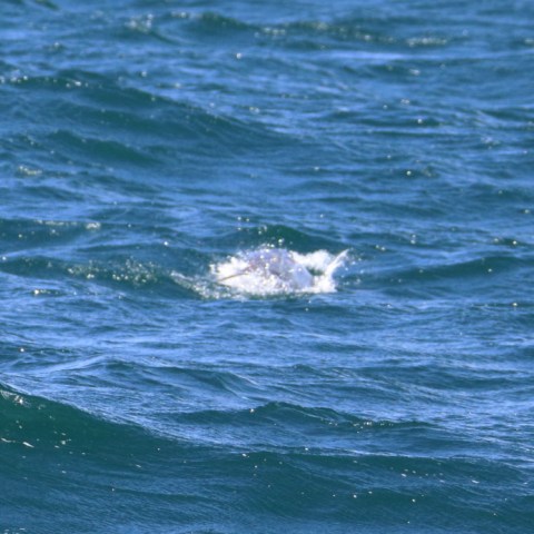 Dolphin swimming in choppy blue ocean waters.