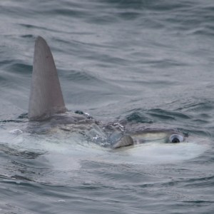 Ocean sunfish with visible dorsal fin swimming near the surface.