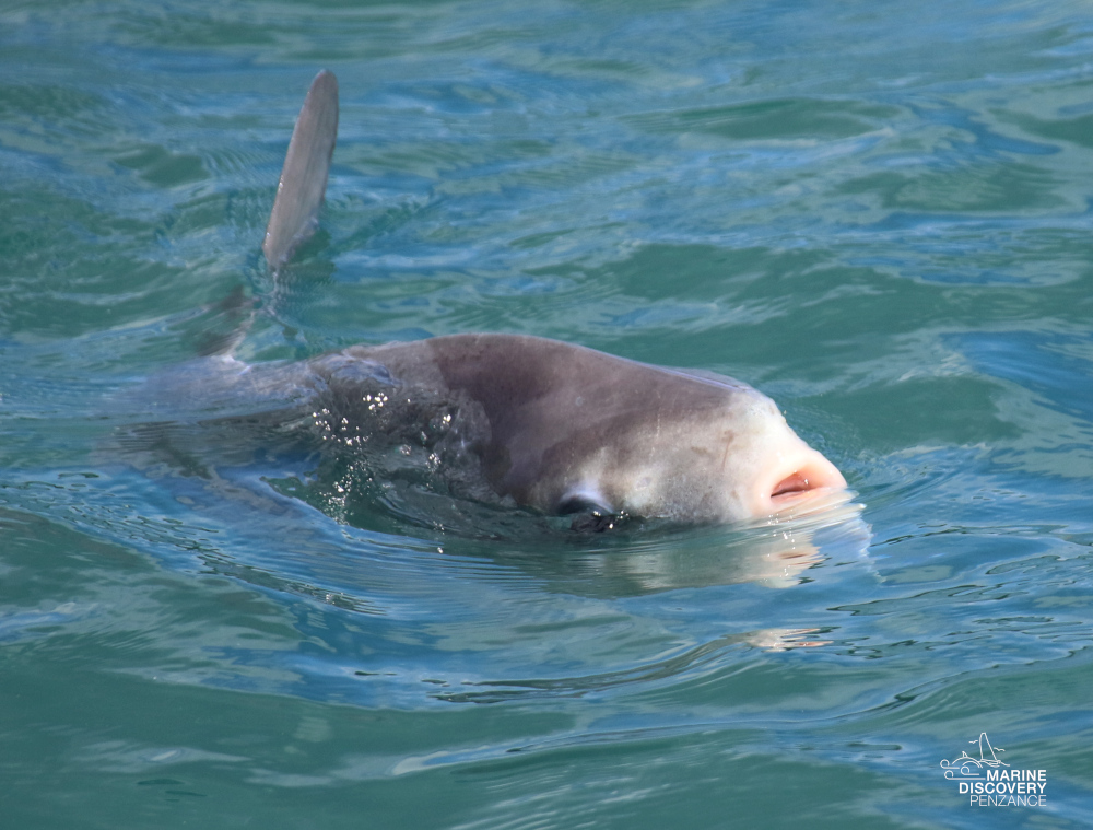 A sunfish partially submerged in clear blue water.