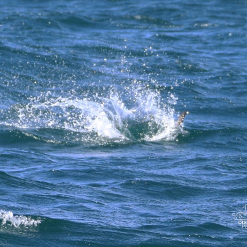Splash in the ocean with visible water droplets and waves.