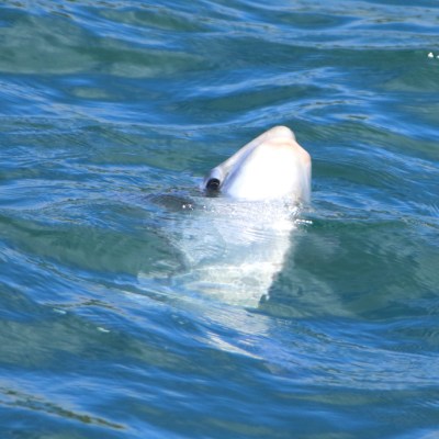 A sunfish's head emerging from the water.