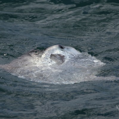 A sunfish partially submerged in the ocean water with waves.