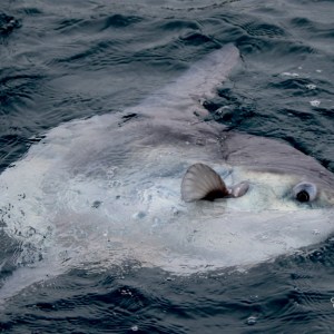 Ocean sunfish swimming at the water's surface.
