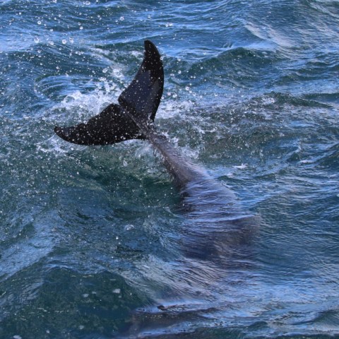 Dolphin tail fin above water surface, creating splashes.