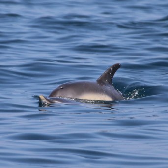 Dolphin swimming with fin above water in the ocean.
