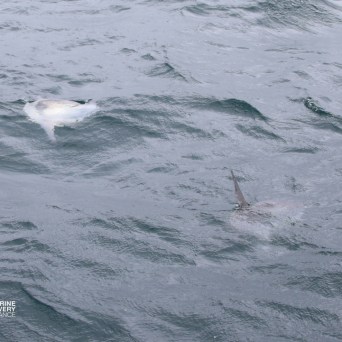 Two ocean sunfish swimming near the ocean surface.