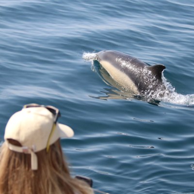 Person on boat watching a dolphin swimming in the ocean.