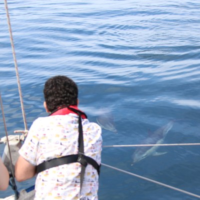 Two people on a boat watching dolphins in the water.