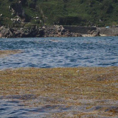 Seaweed floating on water near rocky shore with greenery.