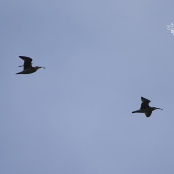 Two birds flying in a cloudy sky.