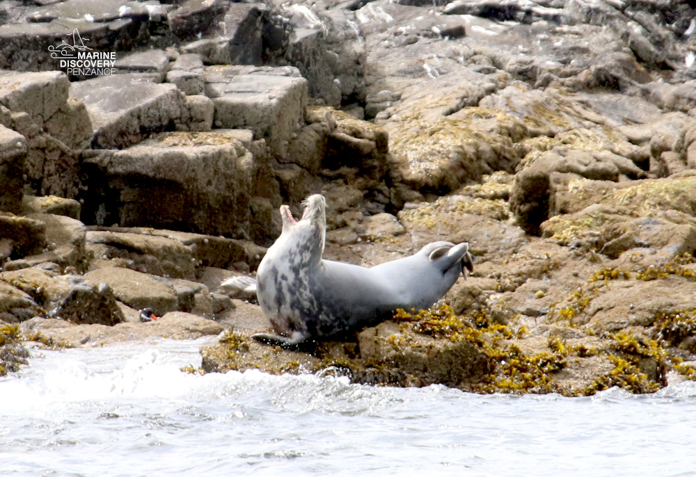 Seal resting on rocky shore with seaweed