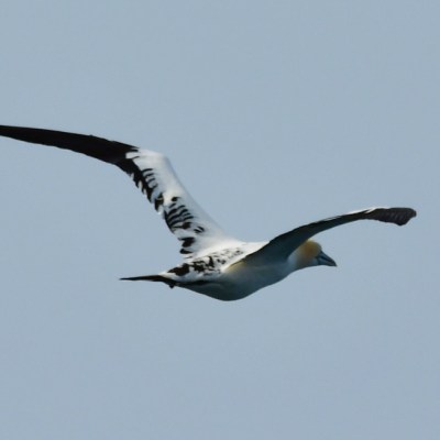 Bird with black and white wings flying in a clear sky.