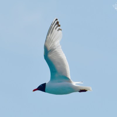 Seagull with black head and white body in flight against blue sky.