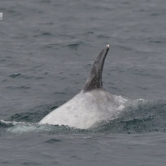A dolphin fin above the water in a gray ocean.