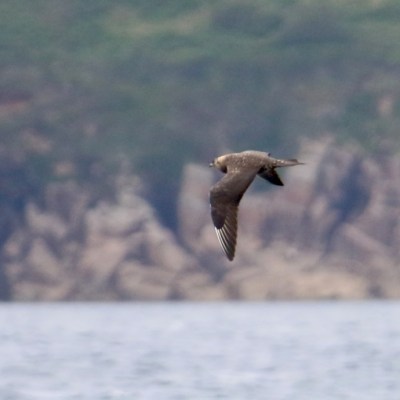 Bird flying over water with rocky cliffs in the background.