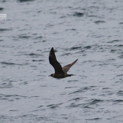 A seabird flying low over the ocean waves.