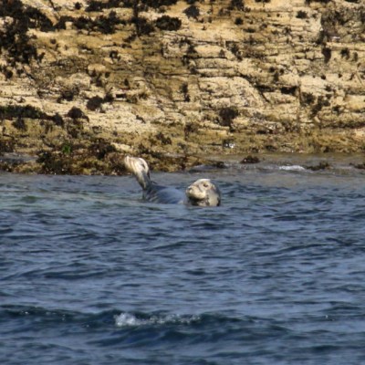 Seal swimming near rocky shore with slight waves.