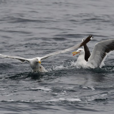 Two gulls fighting over a fish on the water's surface.