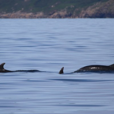 Three dolphins swimming in calm sea near a hilly coastline.
