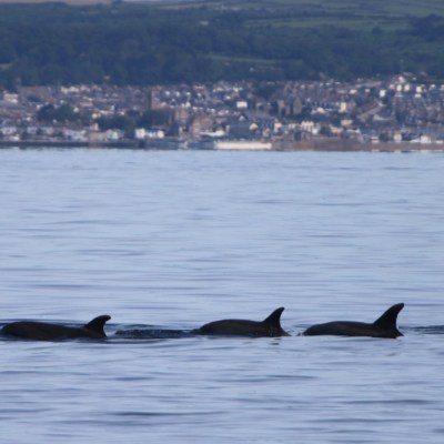 Three dolphins swimming near the ocean surface with a coastal town in the background.