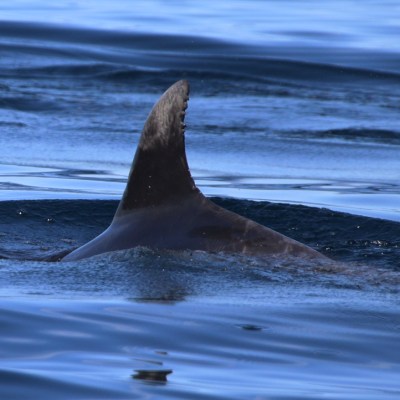 Fin of a marine animal partially submerged in the ocean water.