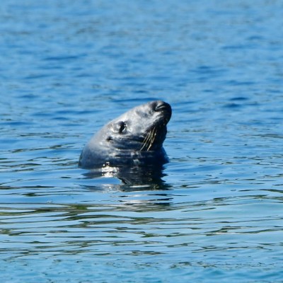 Seal head peeks out of calm blue water with logo in corner.