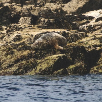Seal resting on rocky shore by the water's edge.