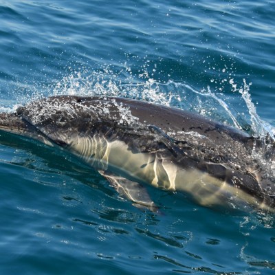 Dolphin swimming in clear blue water with splash.