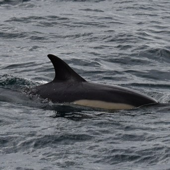 Dolphin swimming with dorsal fin above water surface.