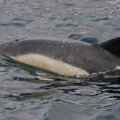 Dolphin swimming in the ocean, partially submerged, with a visible dorsal fin.