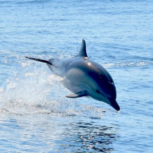 Dolphin leaping out of the ocean on a sunny day.
